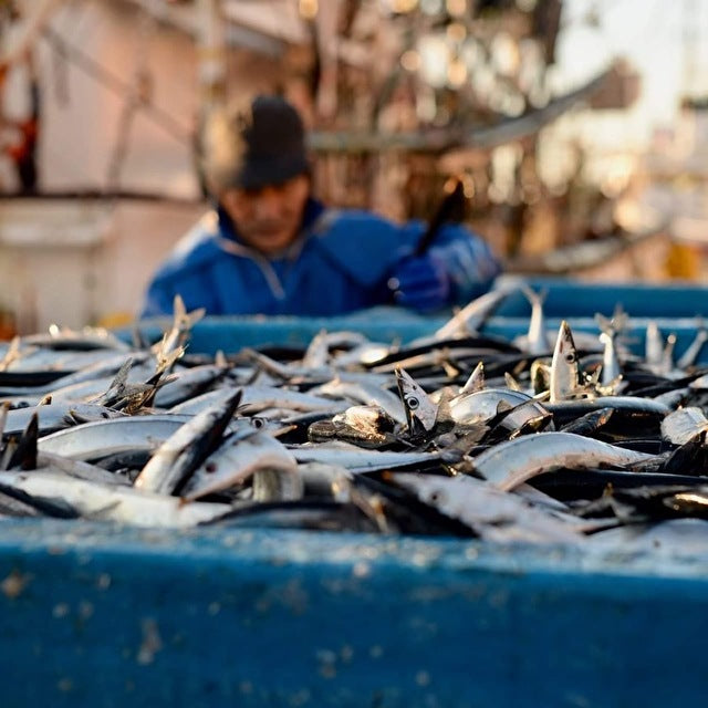 さんまラーメン