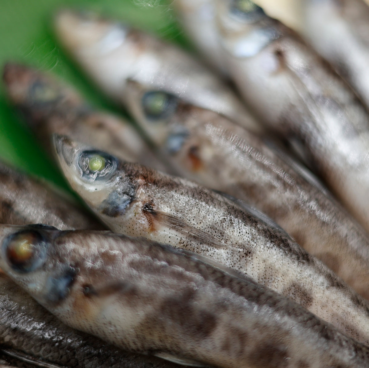 
                  
                    1/15販売開始【送料無料】海幸のメヒカリフライ
                  
                